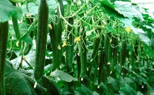 五一吃瓜今日必吃大瓜,揭秘今日必吃大瓜！